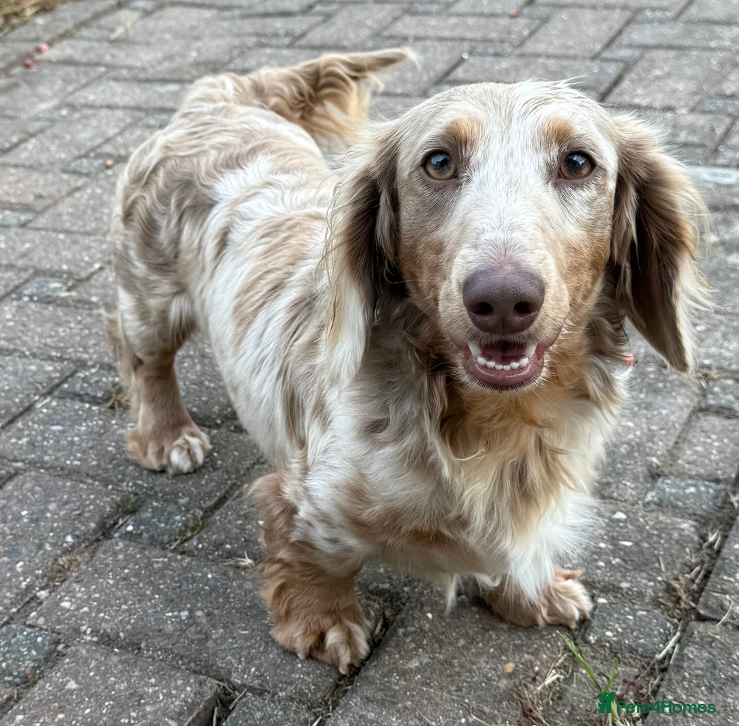 Miniature Dachshund dogs for sale: BANKSY Isabella & tan boy in Grays - Image 1
