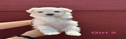 Bichon Frise dogs for sale:     🐶 6 Adorable Puppies Looking for a Home - Advert 28
