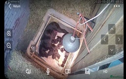 Labrador Retriever dogs for sale: Labrador puppies  - Image 8