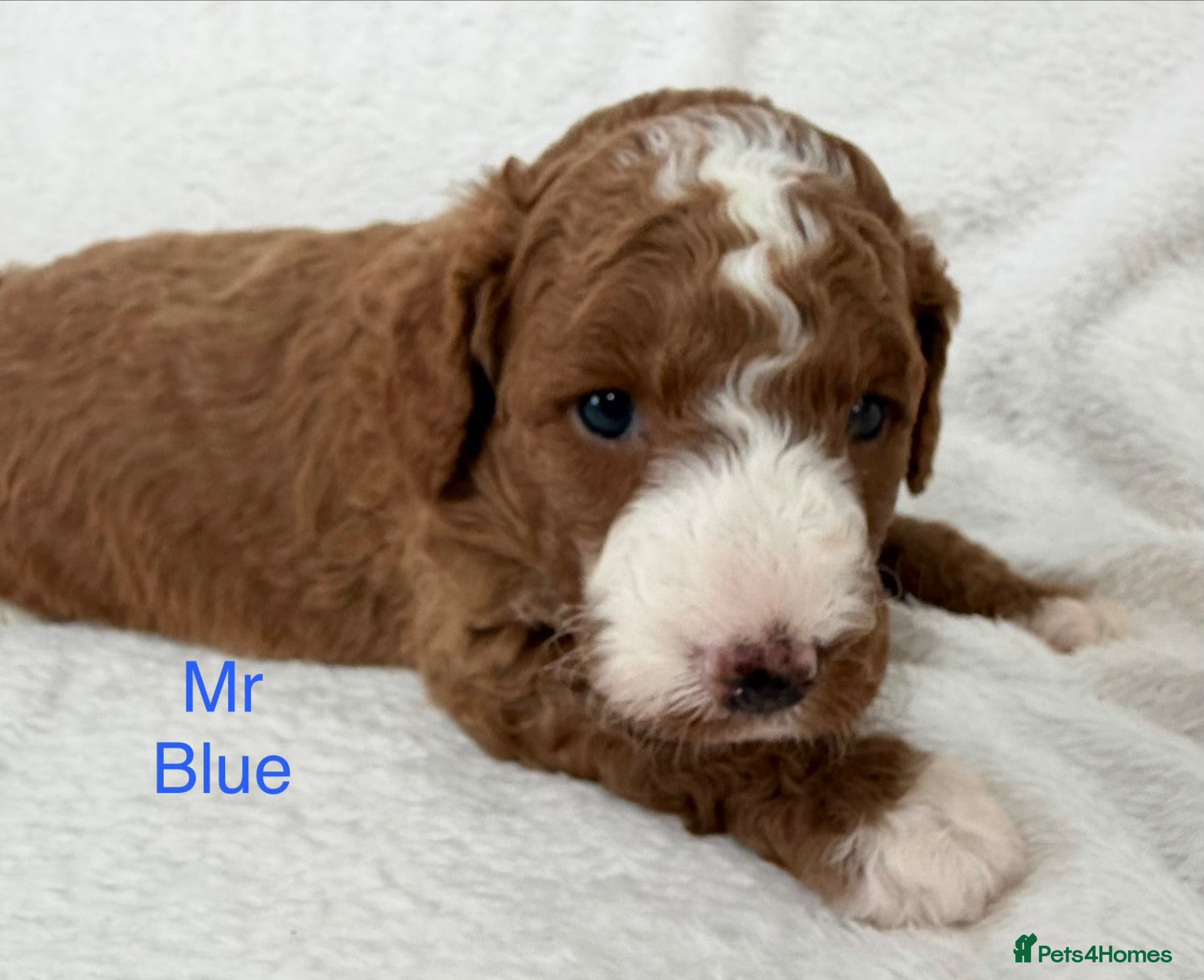 Australian Labradoodle dogs Fabulous Australian Labradoodle Puppiex - Advert 2