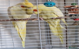 Cockatiels birds for sale: A young couple of cockateils with the cage. - Image 2