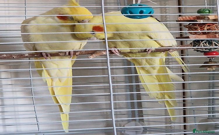 Cockatiels birds - Advert 6
