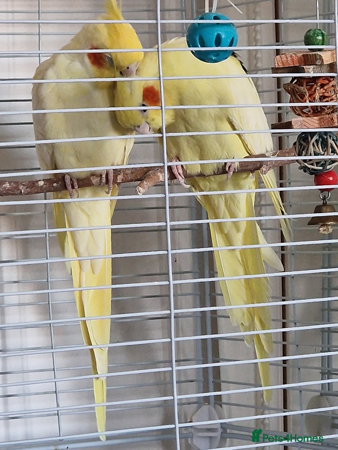 Cockatiels birds for sale: A young couple of cockateils with the cage. - Image 2