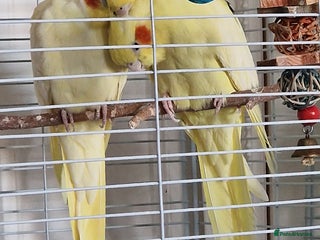 Cockatiels birds - Advert 15