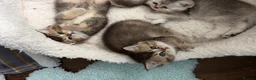 British Shorthair cats for sale: British shorthair kittens  - Advert 9