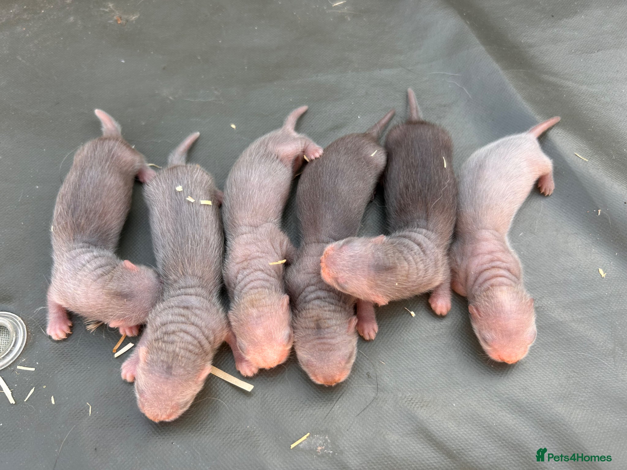 Ferret rodents 6/7Full and Semi pedigree angora babies To reserve - Advert 4