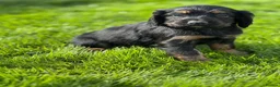Cocker Spaniel dogs for sale: **MERLE** cocker spaniel puppies READY TO GO!!  - Advert 13