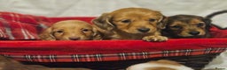 Miniature Dachshund dogs for sale: Longhaired Miniature Dachshund  - Advert 6