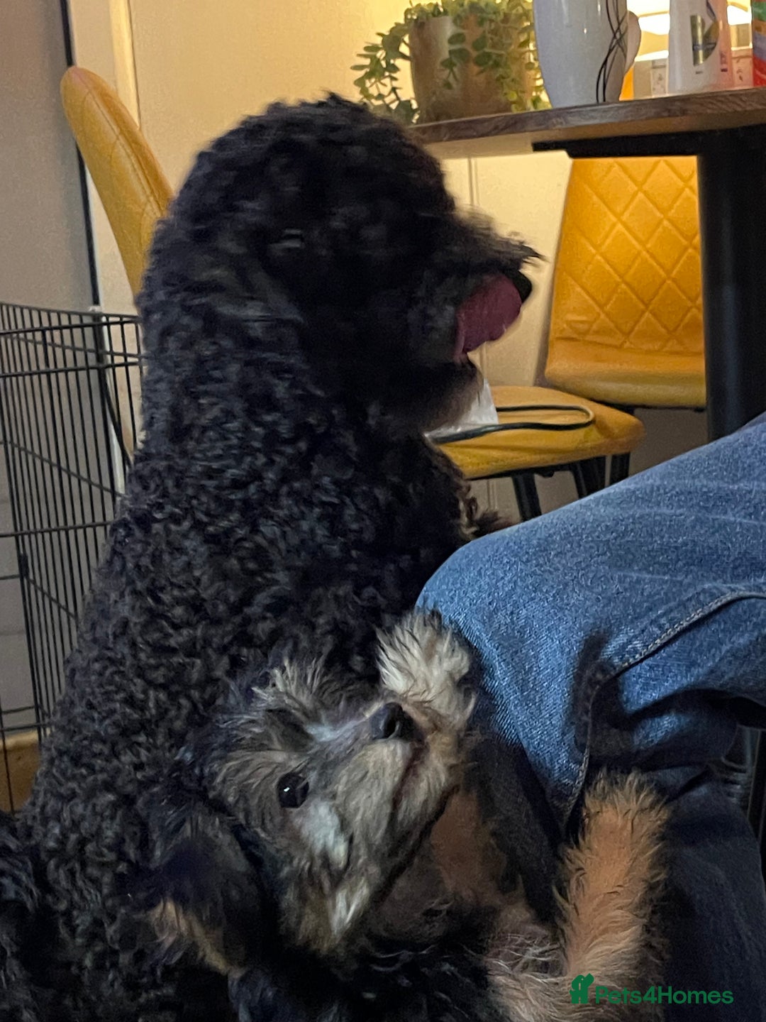 Mixed Breed dogs for sale: Adorable Morkie Poo puppies - Advert 27