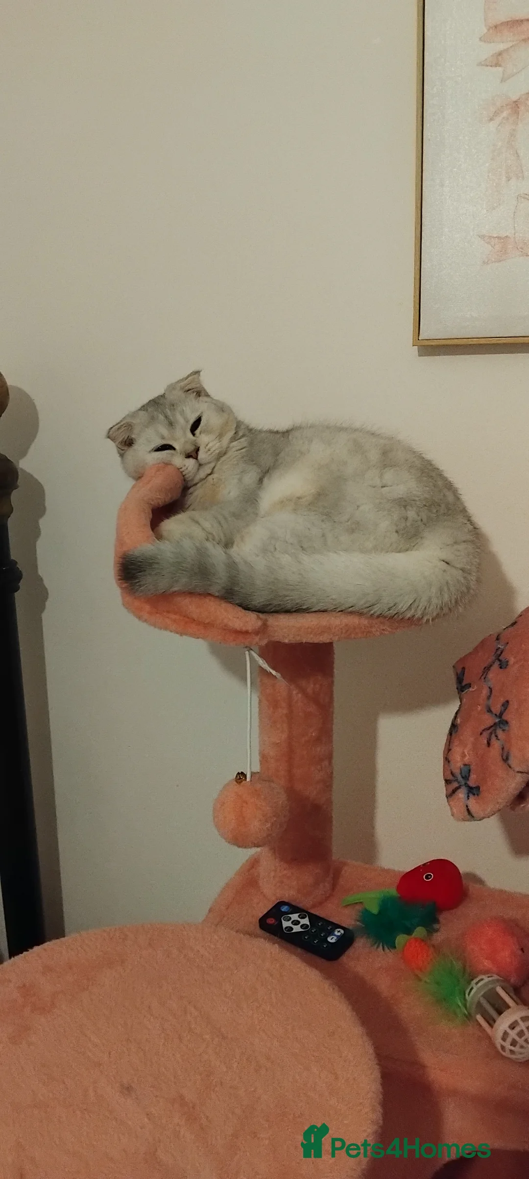 Scottish Fold cats for sale: Scottish fold female  in Saint Austell - Advert 1