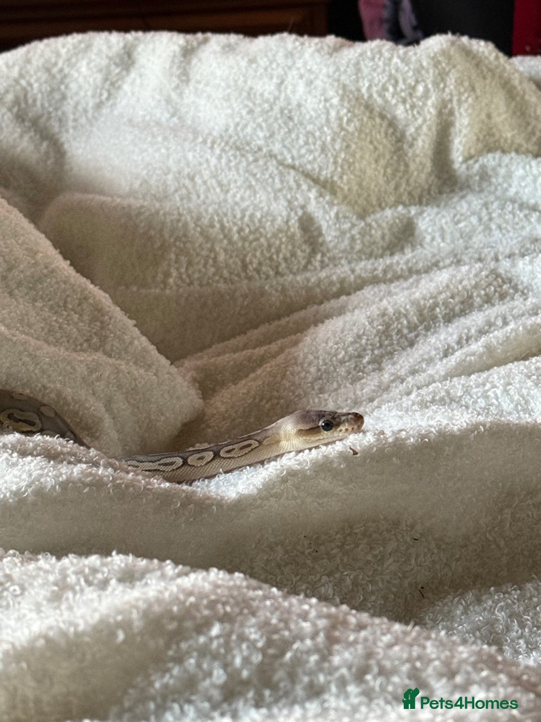 Python Snake reptiles for sale: Meet Mr Sprinkles - Image 4