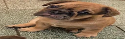 French Bulldog dogs for sale: Ready now French bull dog puppys male and female  - Advert 6