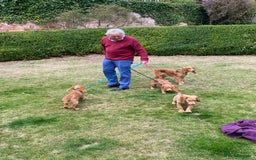 Cocker Spaniel dogs for sale: Stunning Working Cocker Spaniel Puppies - Image 8