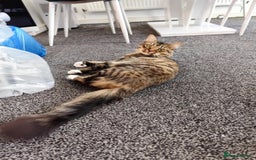 Dwelf cats for sale: I am looking for a good home for a male cat. - Image 4
