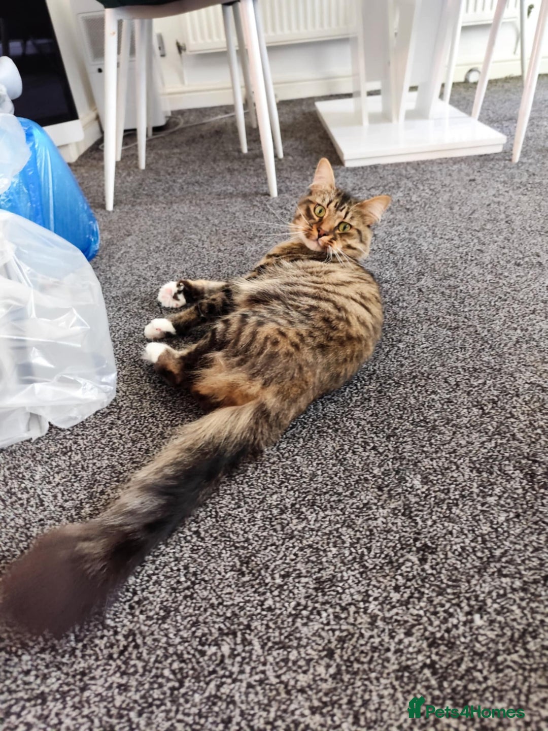 Dwelf cats for sale: I am looking for a good home for a male cat. - Image 4