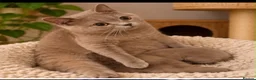British Shorthair cats for sale: Beautiful Bsh kitten - Advert 13