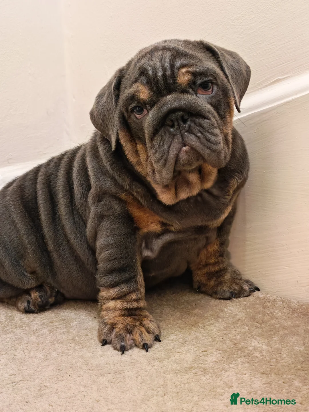 English Bulldog dogs for sale: English bulldog  - Advert 4