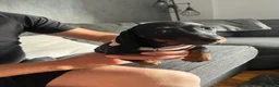 Dachshund dogs for sale: Dachshund puppies - Advert 7