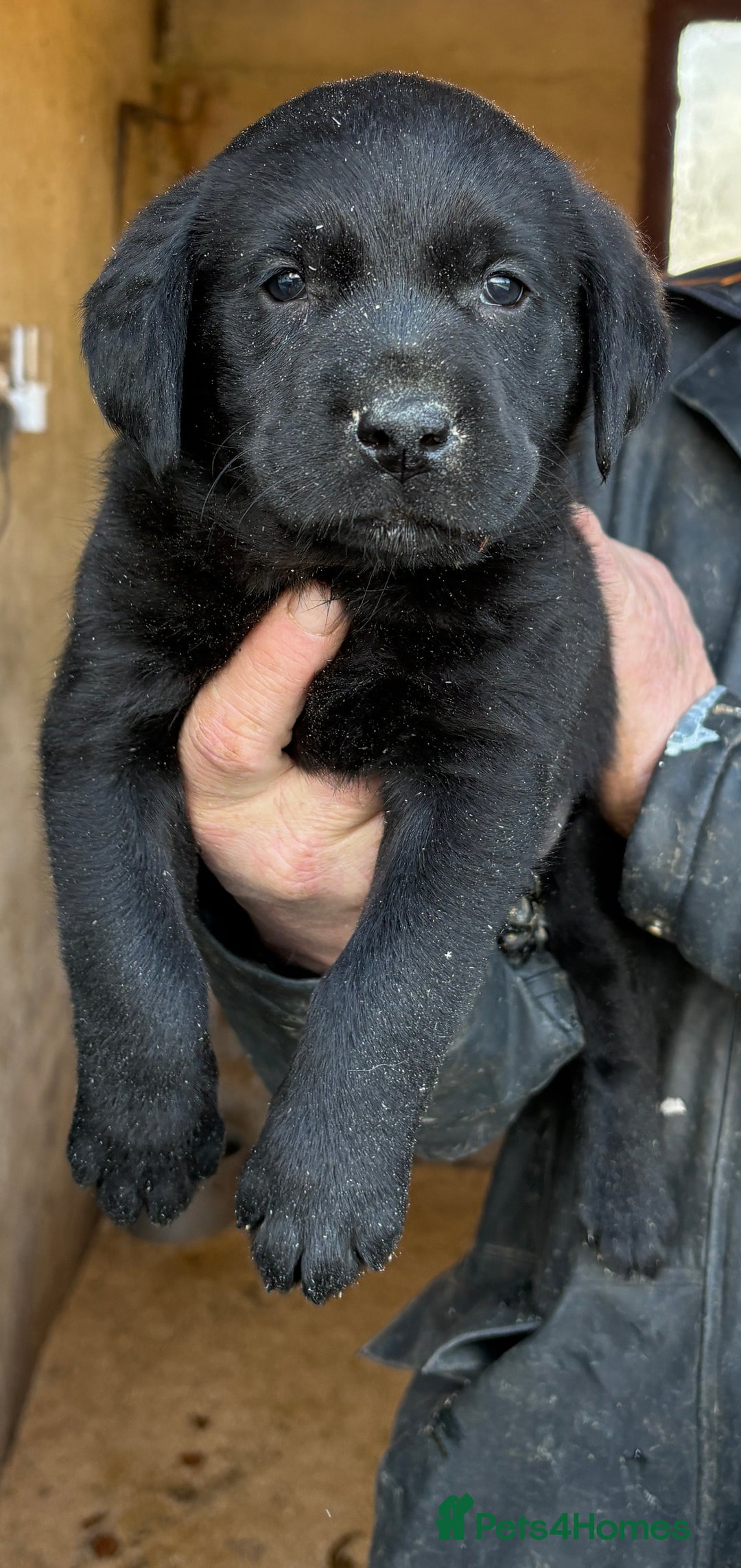 Labrador Retriever dogs for sale: Gorgeous Labrador puppies northern ireland - Image 1