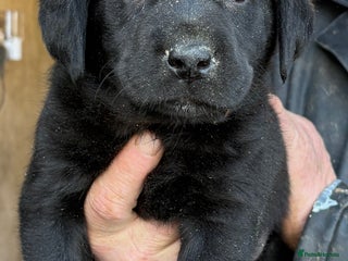 Labrador Retriever dogs for sale - Advert 1