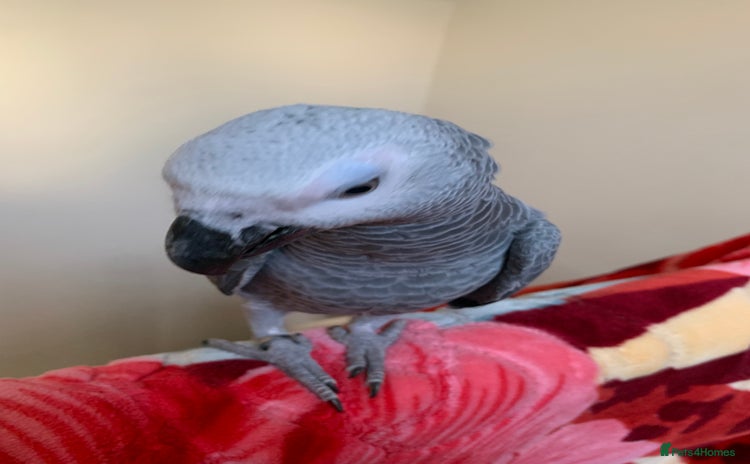Parrots birds - Advert 2
