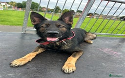 German Shepherd dogs for stud: Gorgeous German Shepherd For Stud in Kidderminster - Image 21