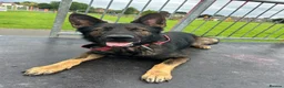 German Shepherd dogs for stud: Gorgeous German Shepherd For Stud in Kidderminster - Advert 21