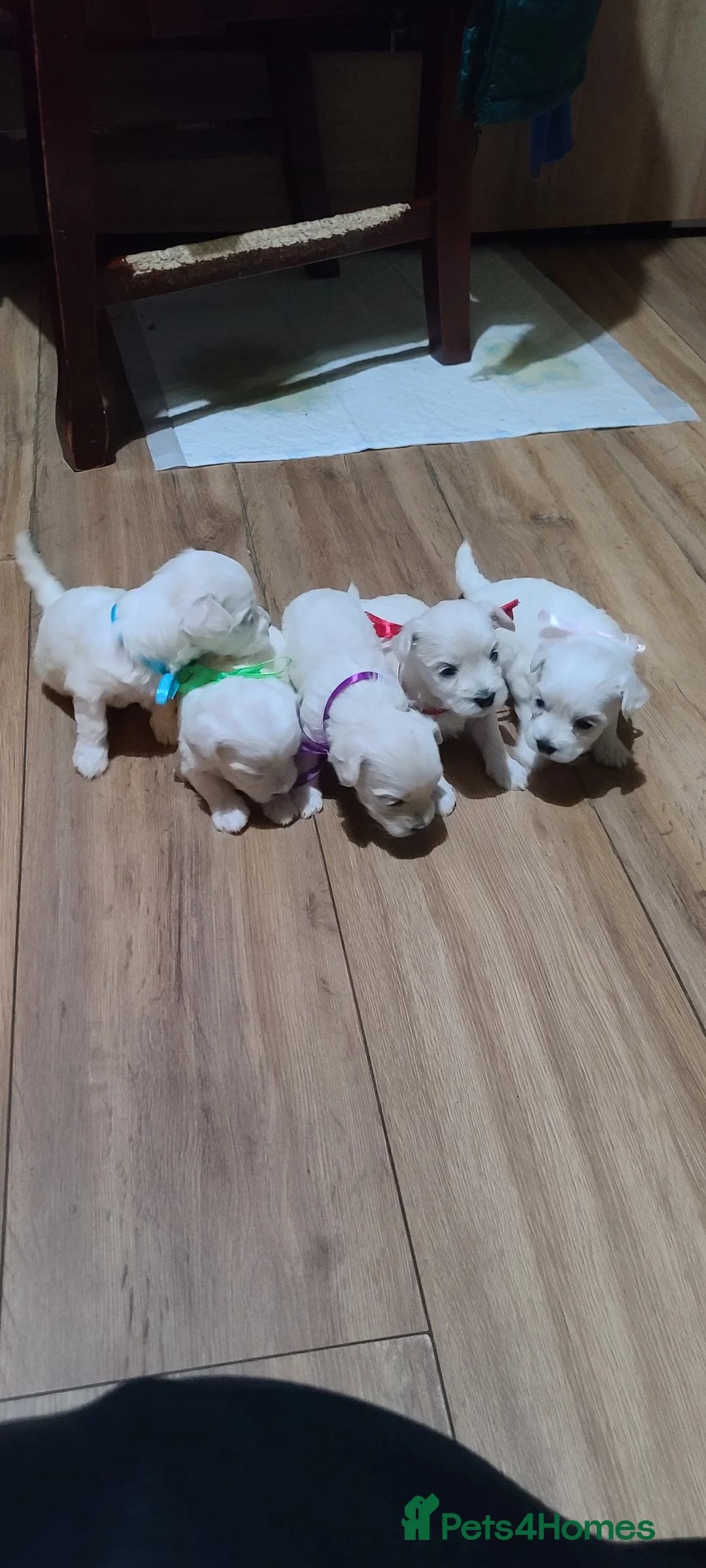 Bichon Frise dogs for sale: 5 beautifuls puppy Bichon Maltese - Advert 1