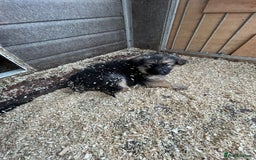 German Shepherd dogs for sale: German shepherd puppies  - Advert 22