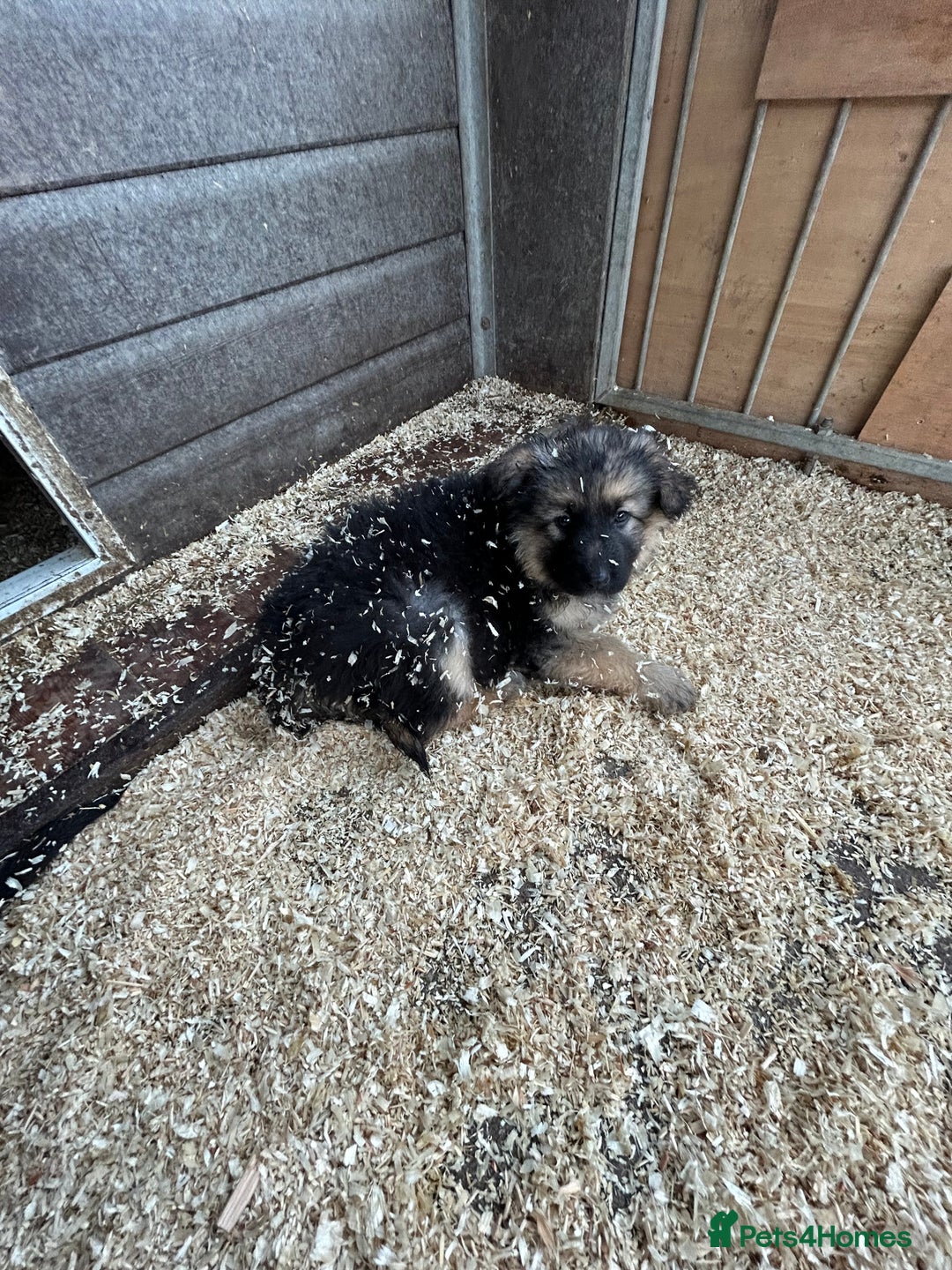 German Shepherd dogs for sale: German shepherd puppies  - Advert 22