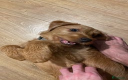 Labradoodle dogs for sale: Beautiful Ezra - Advert 2