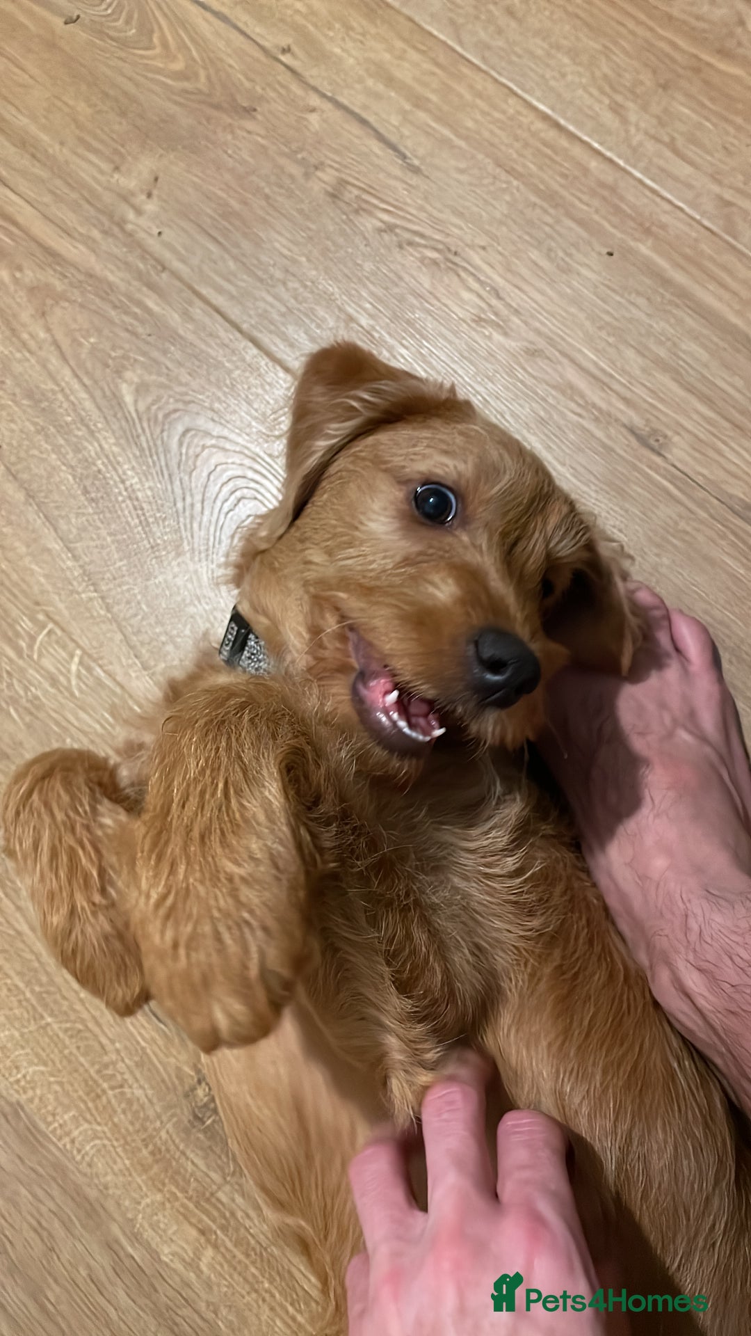 Labradoodle dogs for sale: Beautiful Ezra - Advert 2