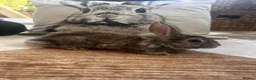Lionhead rabbits for sale: Six lionhead babies for sale £50 each - Advert 5