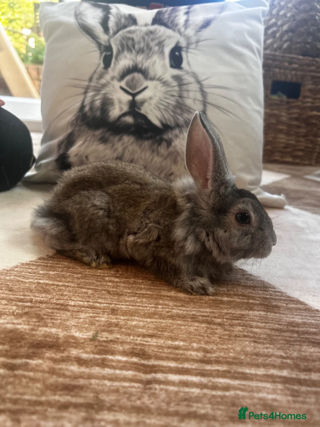 Lionhead rabbits for sale: Three lionhead babies for sale £50 each - Advert 3