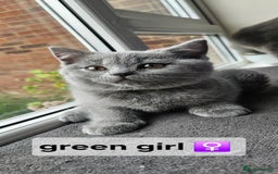 British Shorthair cats for sale: Beautiful Pedigree British short hair kittens🐈 in Buckhurst Hill - Image 9