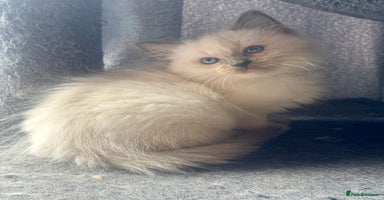 Ragdoll cats - Advert 7