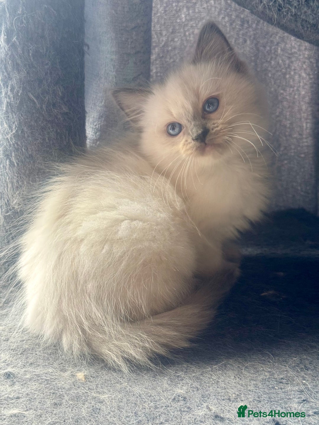 Ragdoll cats for sale: Blue pointed full pedigree tica girl  - Image 2