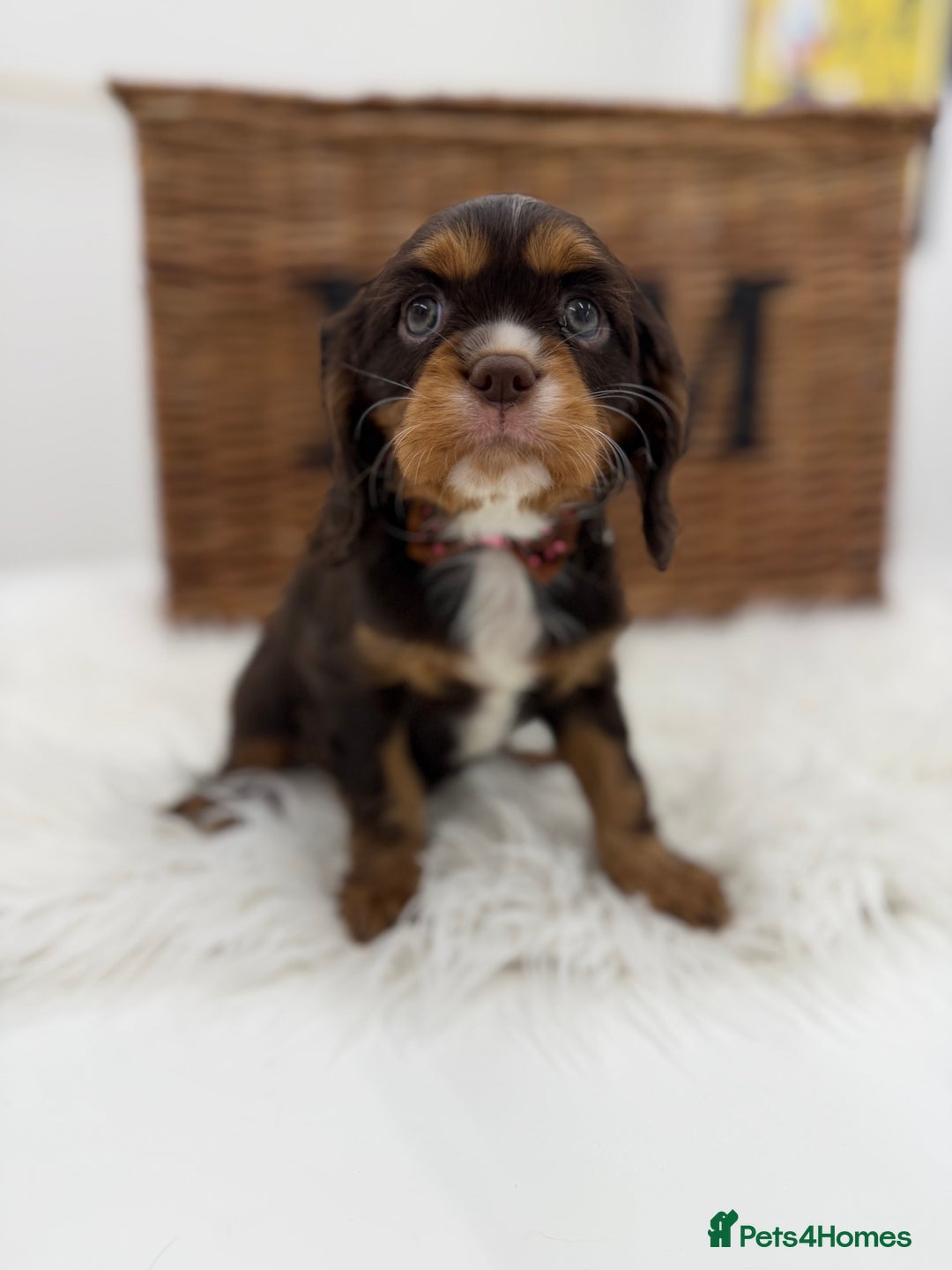 Cavalier King Charles Spaniel dogs for sale: Chocolate and tan Cavalier king charles - Advert 13
