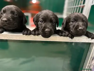 Labrador Retriever dogs Labrador puppies - Advert 3