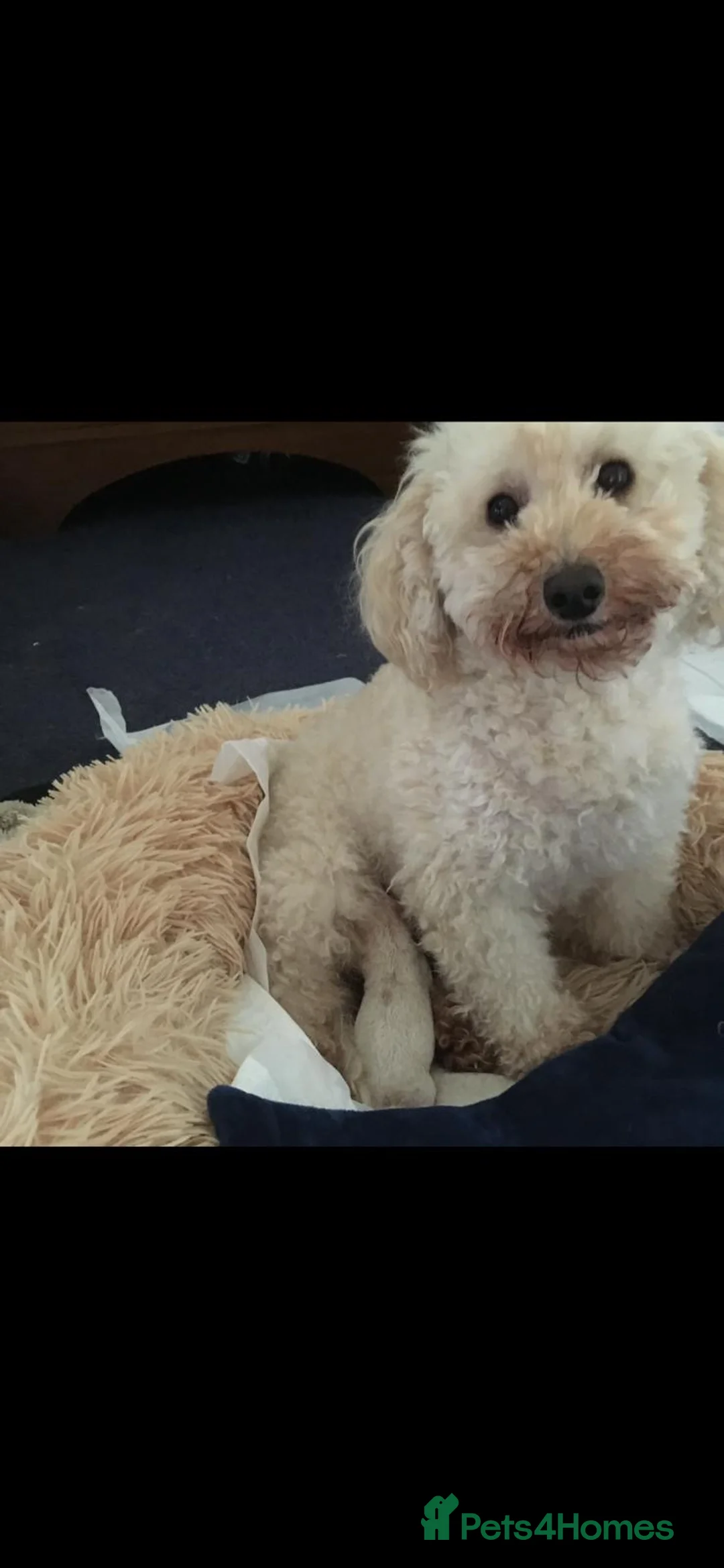 Toy Poodle dogs for sale: Mr. Coco in Solihull - Advert 8
