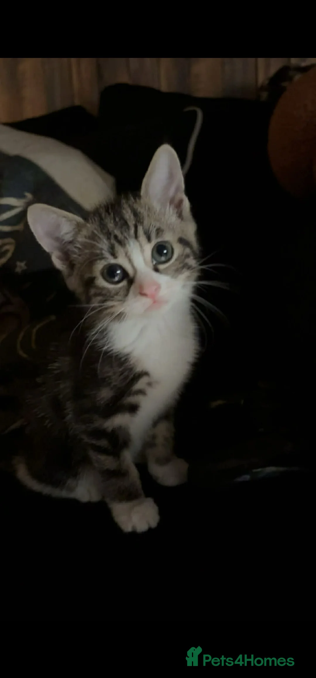 Mixed Breed cats for sale: 3 beautiful kittens for sale ready now!  - Advert 2