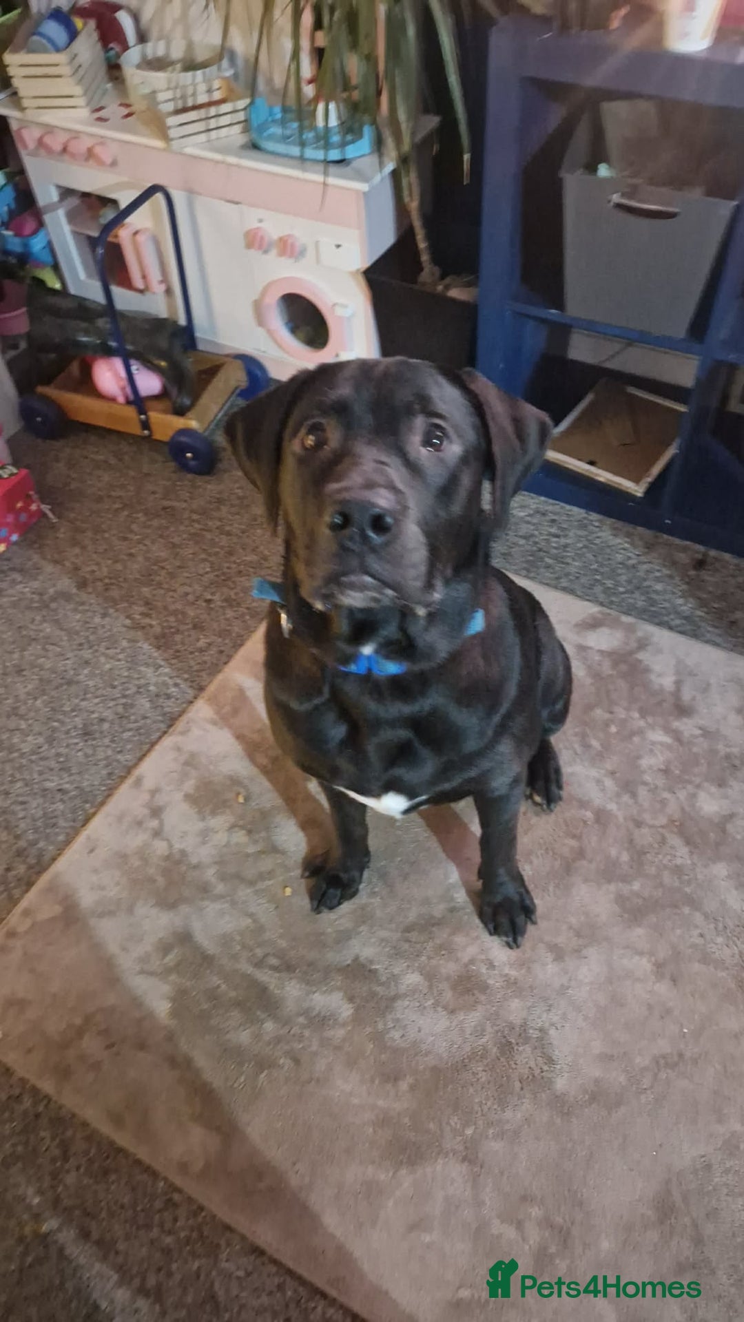 Mixed Breed dogs for sale: Hugo  - Advert 2