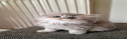 British Shorthair cats for sale: 🌟GCCF registred kittens 🌟 - Advert 25