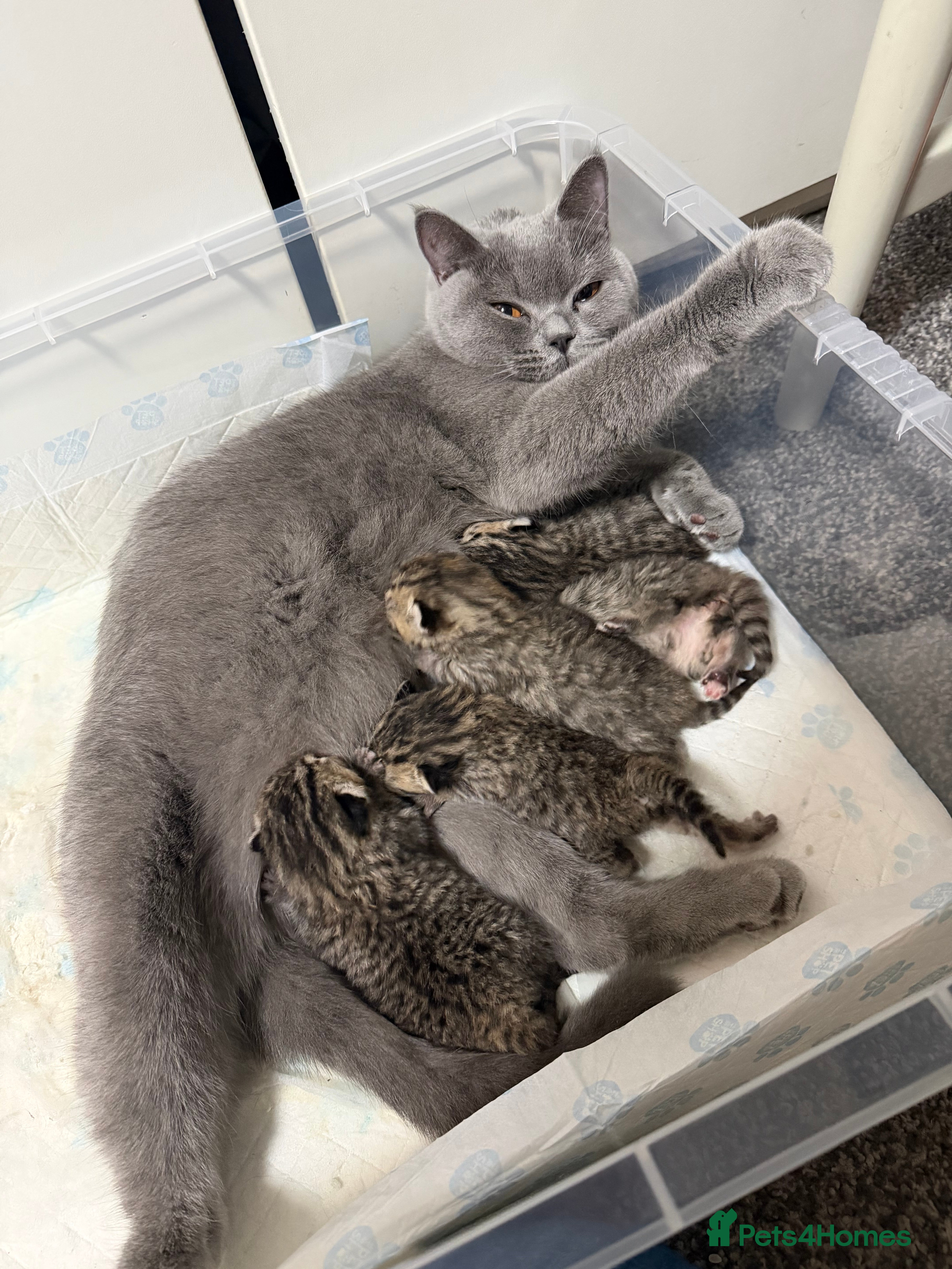 British Shorthair cats British Shorthair  - Advert 7