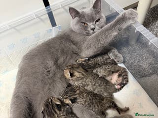 British Shorthair cats British Shorthair - Advert 7