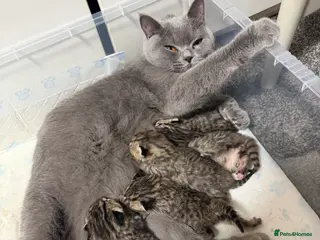 British Shorthair cats British Shorthair - Advert 4