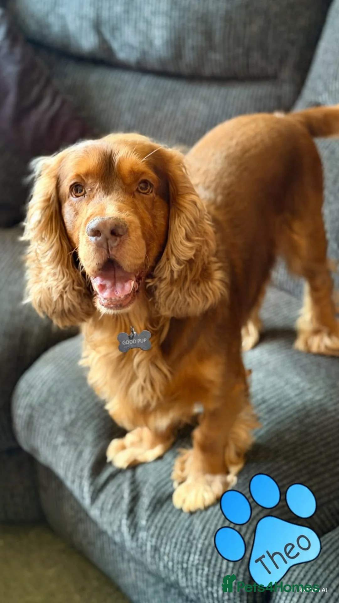 Cocker Spaniel dogs for stud: Proven Cocker Spaniel at Stud  - Advert 3