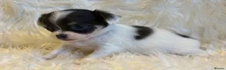 Chihuahua dogs for sale: KC Regd Chihuahua Pups parents fully health tested - Advert 19