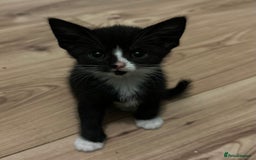 Domestic Shorthair cats for sale: Gorgeous Calico & B/W Kittens for sale! - Image 3