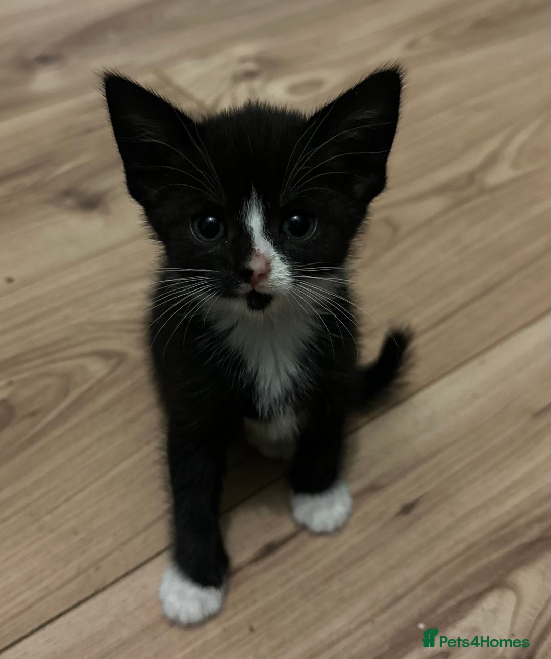 Domestic Shorthair cats for sale: Gorgeous Calico & B/W Kittens for sale! - Image 3